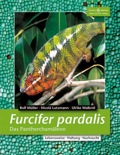 Furcifer pardalis – Das Pantherchamäleon